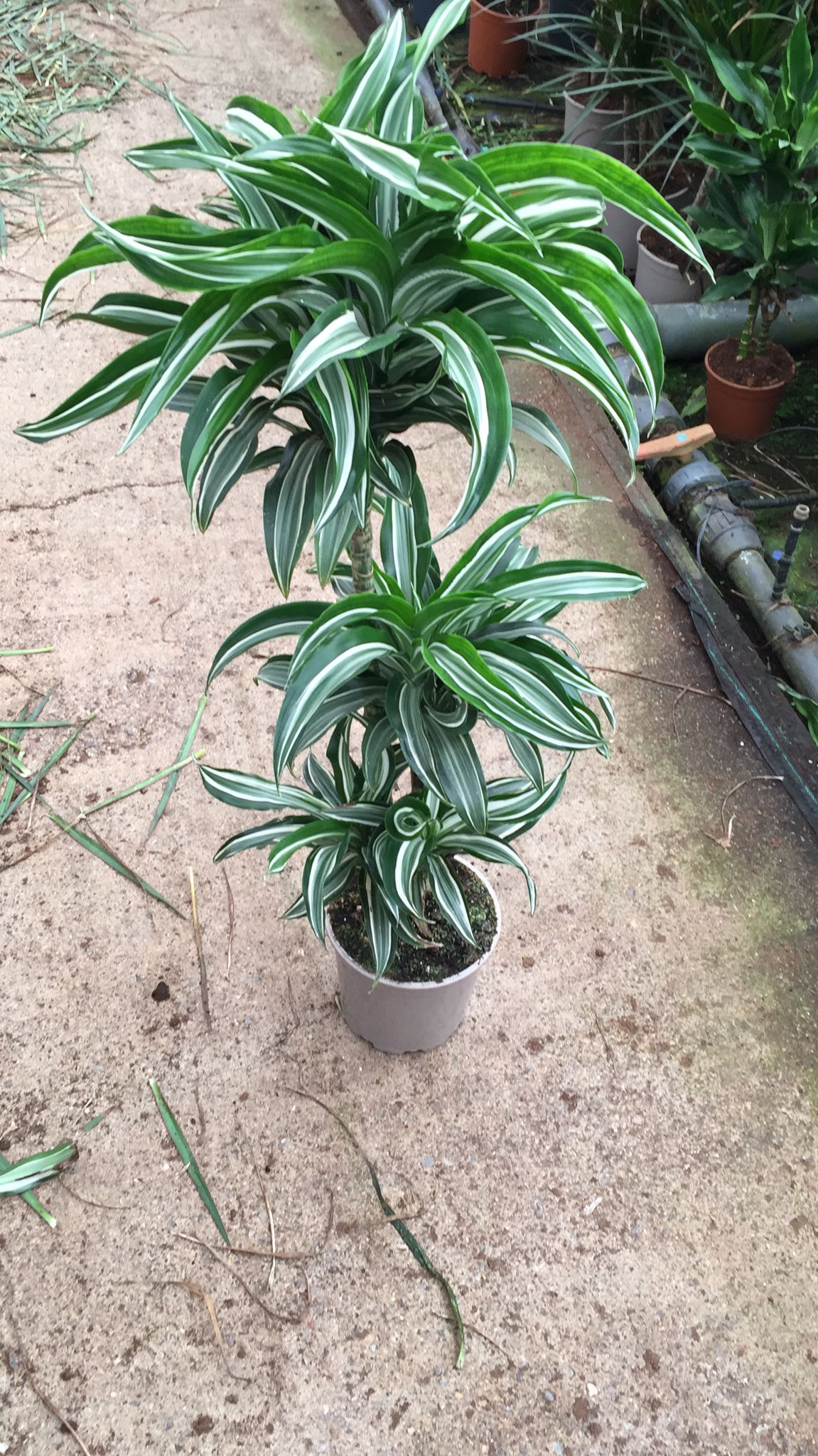 DRACAENA DEREMENSIS C 20 60.30.15 CM